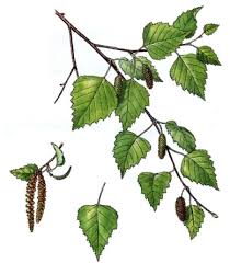 Výsledok vyhľadávania obrázkov pre dopyt breza previsnuta